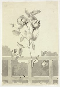 Rosa de Pierre Antoine Mongin