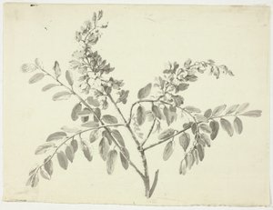 La rama en flor