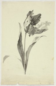 Tulipán de Pierre Antoine Mongin