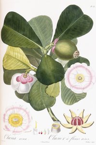 Clusia rosea, Clusier a flores rosas, 1808-1828 de Pierre Antoine Poiteau