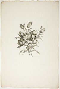 Ramo con tulipanes, de la colección de diferentes ramos de flores, inventado y dibujado por Jean Pillement y grabado por P. C. Canot
