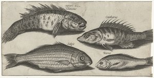 Bockfish, perca, gobio y un pez desconocido Pesca (título de la serie) Iconos de Piscivm vivae (título de la serie) de Pierre Firens