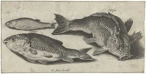 tres carpas Pesca (título de la serie) Iconos de Piscium vivae (título de la serie)