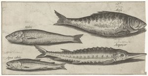 Sábalo, esturión, eperlano y arenque Pesca (título de la serie) Iconos de Piscium vivae (título de la serie) de Pierre Firens