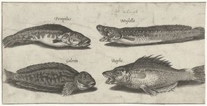 Bacalao a la horquilla, mero, blenio cornudo y pescado negro Pesca (título de la serie) Iconos de Piscivm vivae (título de la serie) de Pierre Firens
