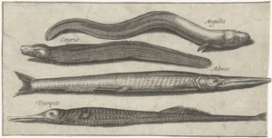 Aguja, pez pipa, anguila y una anguila Pesca (título de la serie) Iconos de Piscium vivae (título de la serie) de Pierre Firens