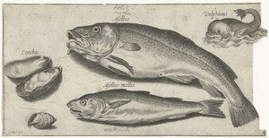 Bacalao, pescadilla, delfín y conchas Pesca (título de la serie) Iconos de Piscium vivae (título de la serie) de Pierre Firens