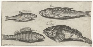 Carpa, pececillo, bagre y una perca Pesca (título de la serie) Iconos de Piscium vivae (título de la serie) de Pierre Firens