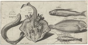 Raya, lamprea de mar, camarones y otros dos peces Pesca (título de la serie) Iconos de Piscivm vivae (título de la serie) de Pierre Firens