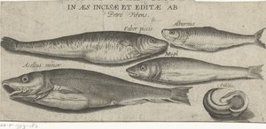 Espadín, carpa, salmonete, bacalao pequeño y una concha Pesca (título de la serie) Iconos de Piscivm vivae (título de la serie en el objeto)