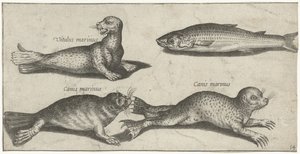 Dos focas, un león marino y un salmonete Pesca (título de la serie) Iconos de Piscivm vivae (título de la serie) de Pierre Firens