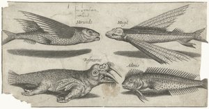 Ronco volador, bulto, blenio y una morsa Pesca (título de la serie) Iconos de Piscivm vivae (título de la serie) de Pierre Firens