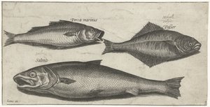 Lubina, lenguado y salmón Pesca (título de la serie) Iconos de Piscium vivae (título de la serie) de Pierre Firens