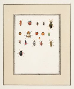 Escarabajos, c.1755-65 (acuarela sobre papel) de Pierre Francois Ledoulx