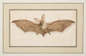 Murciélago orejudo pardo, c.1755-65 (acuarela sobre papel) de Pierre Francois Ledoulx