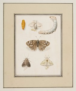 Mariposas, polillas y orugas, c.1755-65 (acuarela sobre papel) de Pierre Francois Ledoulx