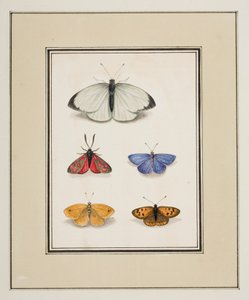 Mariposas, c.1755-65 (acuarela sobre papel) de Pierre Francois Ledoulx