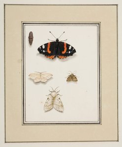 Mariposas, c.1755-65 (acuarela sobre papel) de Pierre Francois Ledoulx