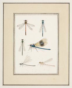 Libélulas, c.1755-65 (acuarela sobre papel)