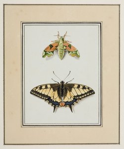 Polilla halcón y mariposa cola de golondrina del Viejo Mundo, c.1755-65 (acuarela sobre papel) de Pierre Francois Ledoulx