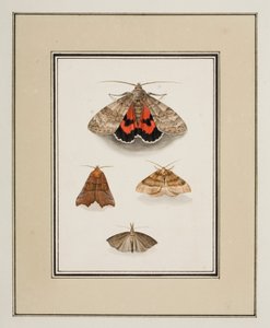 Polillas, c.1755-65 (acuarela sobre papel) de Pierre Francois Ledoulx