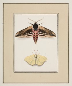Polilla del aligustre y azufre común, c.1755-65 (acuarela sobre papel) de Pierre Francois Ledoulx