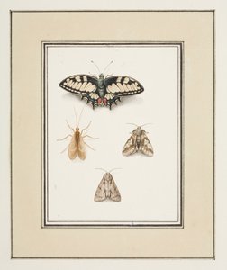 Mariposa cola de golondrina, mosca de mayo y dos polillas, c.1755-65 (acuarela sobre papel) de Pierre Francois Ledoulx
