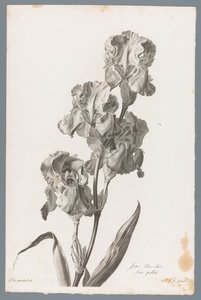 Lirio de Dalmacia
Iris bleu-clair / Iris pallida (título en el objeto)
Fleurs dessinées d