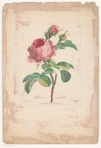 Honderdbladige roos
Rosa de cien hojas (título en el objeto) de Pierre François Legrand