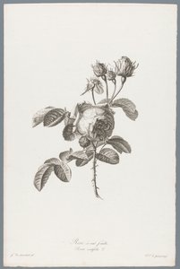Honderdbladige roos
Rose à cent feuilles / Rosa centifolia L. (título en el objeto)
Flores extraídas de la naturaleza (...) (título de la serie)