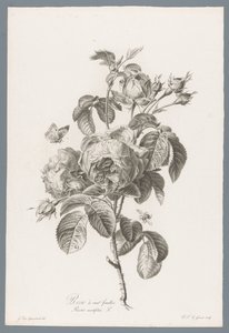 Honderdbladige roos
Rose à cent feuilles / Rosa centifolia L. (título en el objeto)
Flores extraídas de la naturaleza (...) (título de la serie) de Pierre François Legrand