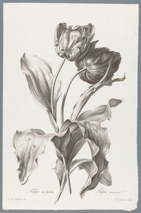 Tulp
Tulipán de jardín / Tulipa gesneriana L. (título en el objeto)
Flores dibujadas del natural (...) (título de la serie) de Pierre François Legrand