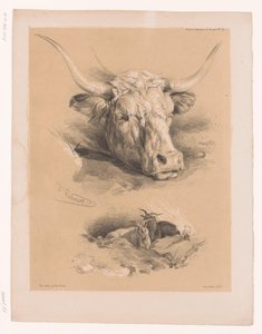 Estudios de la cabeza de un bovino y de dos gamos
Estudios sobre animales de Cooper (título de la serie)
Études d