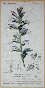 Acanthus Mollis, c.1820