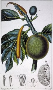 Pan Fruta de Pierre Jean Francois (after) Turpin