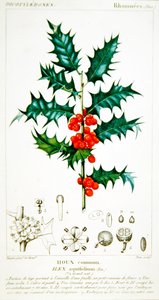 Acebo (Ilex aquifolium) placa botánica, c.1820 de Pierre Jean Francois (after) Turpin
