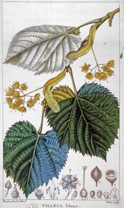 Tilo blanco, c.1850 (grabado)