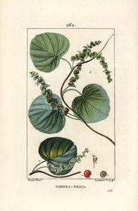 Abuta - Vid silvestre o abuta, Cissampelos pareira, con flor, hoja, zarcillo y fruto. Grabado en cobre a puntos coloreado a mano por Lambert Junior de un dibujo de Pierre Jean-Francois Turpin de 