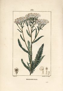 Achillea milenrama - Milenrama, Achillea millefolium. Ilustración de La Flore Medicale de Pierre Jean Francois Turpin