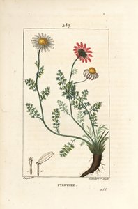 Piretro africano - Pellitory de España, Anthemis pyrethrum (Anacyclus pyrethrum) con flores, hoja, tallo y raíces. Grabado en cobre a mano coloreado por Lambert Junior de un dibujo de Pierre Jean-Francois Turpin de 