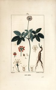 Ginseng americano, mostrando flor, hoja, semilla y raíz de Pierre Jean Francois Turpin