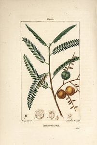 Amla (amala, amalaki), grosella nepalí o india, myrobolan emblique - Grosella nepalí o india, Phyllanthus emblica, hoja, fruto y semilla. Grabado en cobre a mano coloreado por Lambert Junior de un dibujo de Pierre Jean-Francois Turpin de Pierre Jean Francois Turpin