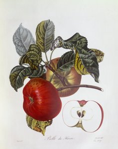 Manzana "Belle du Havre", Henry Louis Duhamel du Monceau, lámina botánica de Pierre Jean Francois Turpin de Pierre Jean Francois Turpin