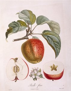 Manzana "Belle fleur" Henry Louis Duhamel du Monceau, placa botánica por Pierre Jean Francois Turpin de Pierre Jean Francois Turpin