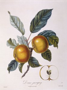 Manzana "Doux-Juvigny", placa botánica por Pierre Jean Francois Turpin de Pierre Jean Francois Turpin
