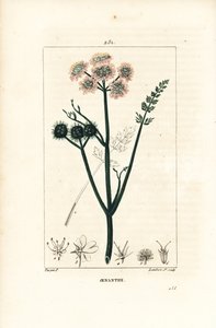 Oenanthe acuática o hinojo de agua - Oenanthe aquatica. Grabado en cobre a puntos coloreado a mano por Lambert Junior de un dibujo de Pierre Jean-Francois Turpin de Chaumeton, Poiret y Chamberet