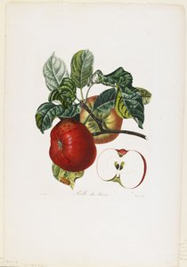 Belle de Havre (manzana), de Traite des Arbres Fruitiers, 1807-35 de Pierre Jean Francois Turpin