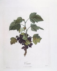 Grosella negra (Ribes nigrum) o cassis Noir de Bourgogne, placa botánica de Pierre Jean Francois Turpin