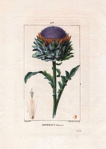 Botánica: alcachofa - Planta de alcachofa, hojas y flor, Cynara cardunculus. Grabado en cobre a mano coloreado por Lambert de un dibujo de Pierre Jean-François Turpin del libro "La Flore Médicale" de Chaumeton, Poiret y Chamberet, París, Panckoucke