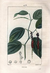 Botánica: pimienta negra - Pimienta negra con hojas y granos de pimienta, Piper nigrum. Grabado en cobre a mano coloreado por Lambert de un dibujo de Pierre Jean-François Turpin del libro “La Flore Médicale” de Chaumeton, Poiret y Chamberet, París
